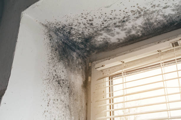 Affordable Mold Inspection And Testing solutions in Union Bridge, MD